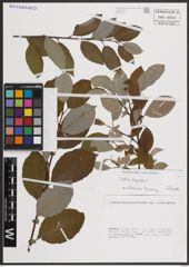 Foto von Salix caprea L.